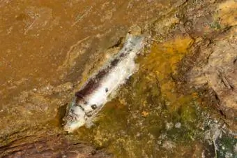 Vergiftigde vis