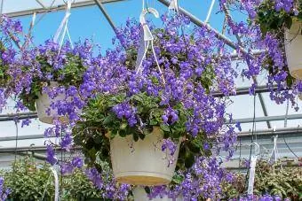 Streptocarpella nikkende fiolett blomsterhengende plante