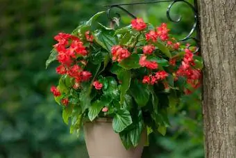 өлгөөтэй сагсанд луу далавчтай begonia