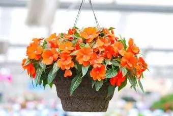 double impatiens wallleriana асма себет