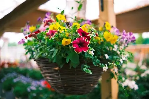 10 bedste udendørs hængende planter til sommeren (i sol eller skygge)