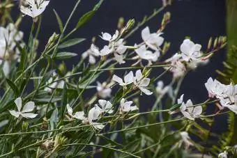 Gaura Lindheimeri wirujące kwiaty motyli