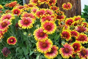 Gaillardia ብርድ ልብስ አበባ