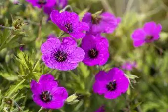 ክሬንቢል geranium