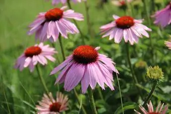 Echinacea purpurera coniflower violet