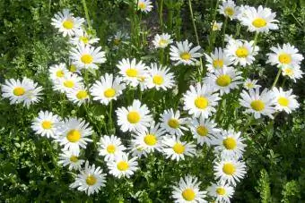 Leucanthemum ሱፐርበም ሻስታ ዴይስ አበባ