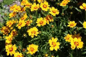 Coreopsis ērces