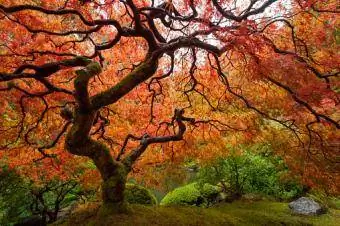 Japanese maple tree