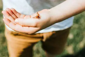 Ladybird landing op 'n kind se hand