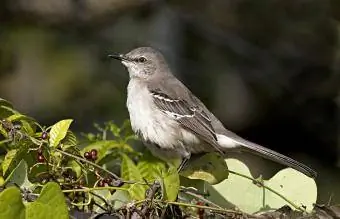 Florida Northern Mockingbird