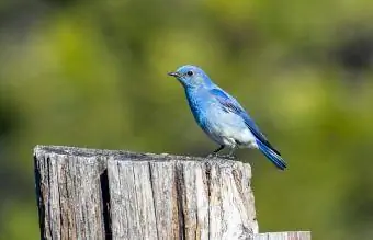 Idaho Mountain Bluebird