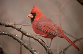 Indiana Kuzey Kardinal