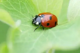 Ladybug pada daun