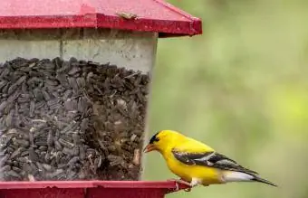 Iowa Mashariki Goldfinch