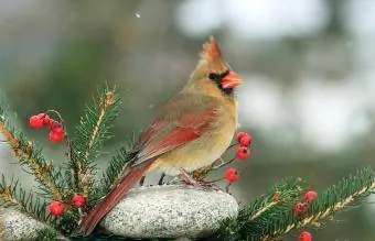Kentucky Northern Cardinal