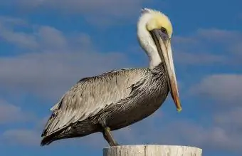 Louisiana Kahverengi Pelikan