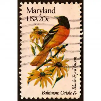 Maryland B altimore Oriole