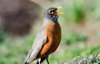 Michigan Amerikalı Robin