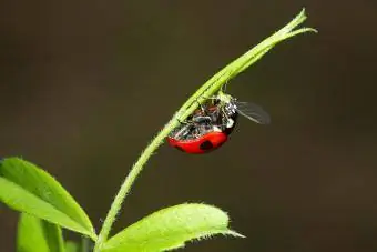 Ladybug Kula Aphid