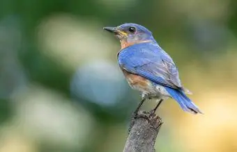 Missouri Eastern Bluebird