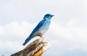 Nevada Mountain Bluebird