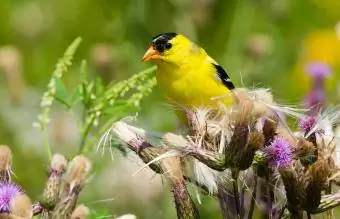 New Jersey Goldfinch Mashariki