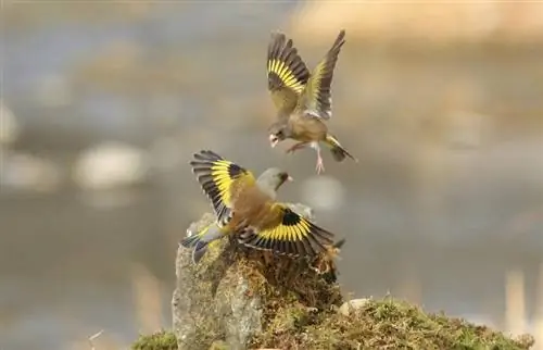 Liste des 50 oiseaux des États américains avec photos