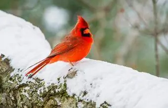 Ohio nordlige kardinal
