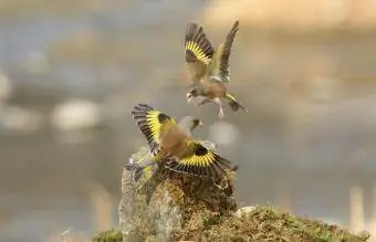 Goldfinches mbili za Mashariki