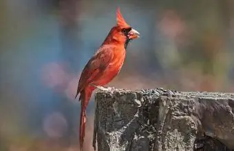 West Virginia Northern Cardinal