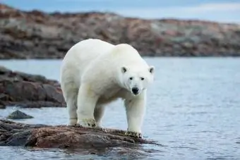 dubu wa polar kwenye mwamba na maji nchini Kanada