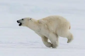 דוב קוטב רץ