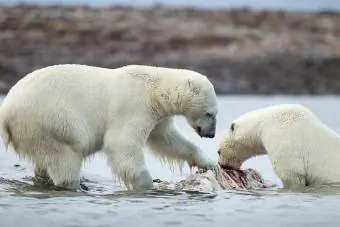 خرس های قطبی در حال خوردن ناروال