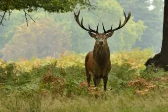 Марал - le cerf