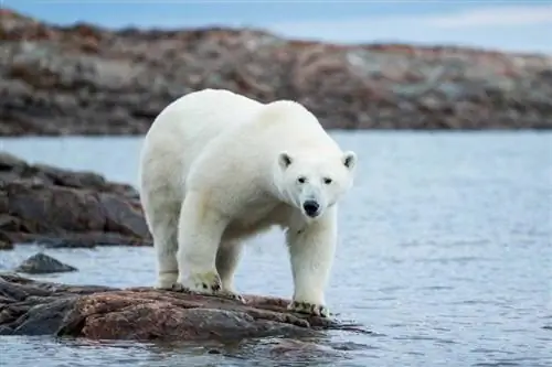 40 datos interesantes sobre el oso polar para niños