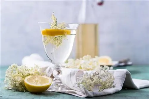 18 recetas de cócteles con clase de St-Germain