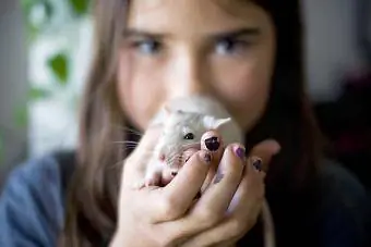 Seorang gadis muda memegang seekor tikus peliharaan di tangannya