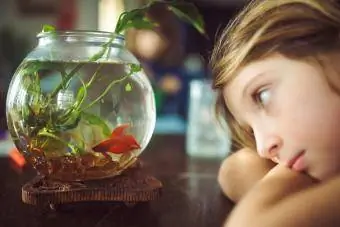 Criança observa peixes de estimação da família em aquário em casa