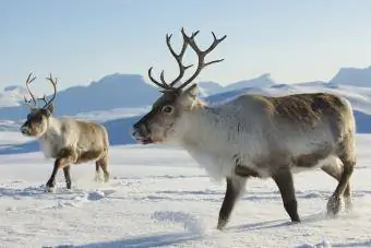 renifery w północnej Norwegii