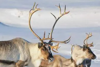 pembe za reindeer