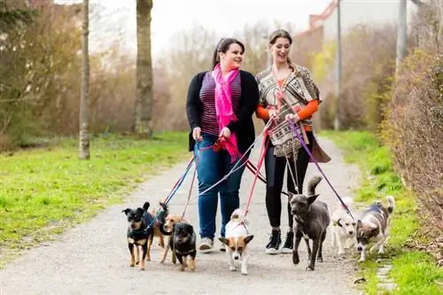 6 passos per planificar una recaptació de fons per a una caminada de gossos benèfica