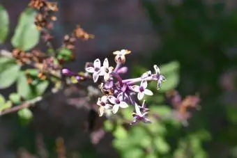 Lilac Blossom