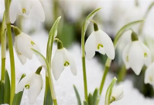 Prente van plante wat in die winter groei