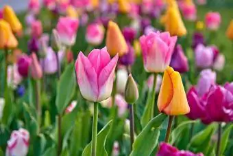 barevné tulipány v zahradě