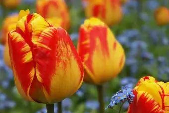 Tulipes Darwin de la flamme olympique