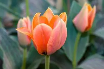Tulipe Calypso Greigii