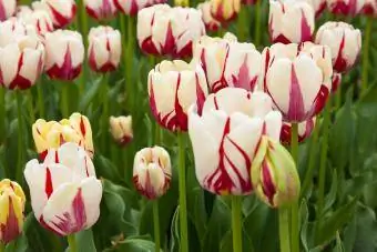 Tulipes Rembrandt Triomphe