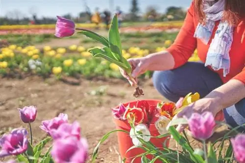 Jinsi ya Kupanda Balbu za Tulip kwa Maua Yako Yenye Afya Zaidi