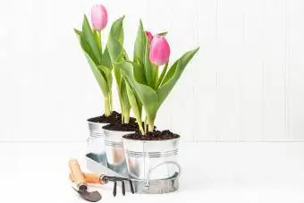 Drie pottulpe in 'n skinkbord met tuingereedskap