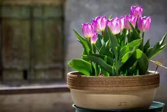 Pot violet tulpe